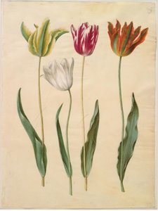 Tulipa gesneriana (Gartentulpe)