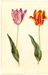 Tulipa gesneriana (Gartentulpe)