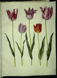 Tulipa gesneriana (Gartentulpe)