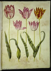 Tulipa gesneriana (Garten-Tulpe) von Hans Simon Holtzbecker
