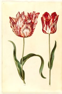 Tulipa gesneriana (Gartentulpe)