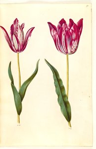 Tulipa gesneriana (Gartentulpe)