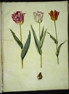 Tulipa gesneriana (Gartentulpe) von Hans Simon Holtzbecker