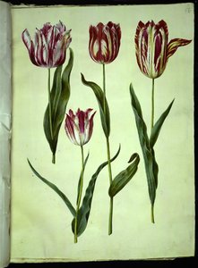 Tulipa gesneriana (Gartentulpe) von Hans Simon Holtzbecker