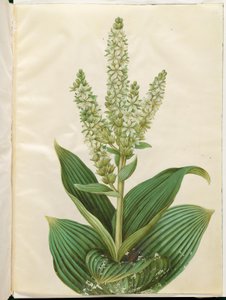 Weißer Germer (Veratrum album) von Hans Simon Holtzbecker