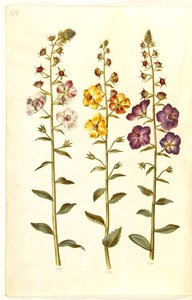 Verbascum blattaria (Motten-Königskerze); Verbascum phoeniceum (Purpur-Königskerze)