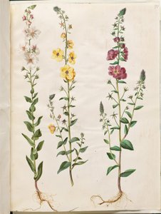 Verbascum blattaria (Kandelaber-Königskerze); Verbascum phoeniceum (Purpur-Königskerze) von Hans Simon Holtzbecker