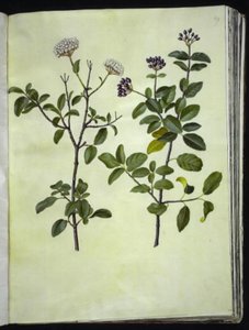 Viburnum tinus (Winterschneeball) von Hans Simon Holtzbecker