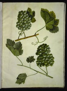 Vitis vinifera (gemeine Weinrebe)