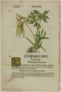 Christwurz (Hellebore) aus Herbarium, Tafel 96 aus Holzschnitten aus Büchern des 16. Jahrhunderts von Hans Weiditz, II