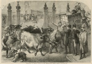 Inspektion von ausländischem Vieh auf dem Metropolitan Cattle Market von Harden Sidney (after) Melville