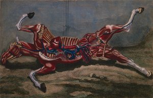 Anatomie eines Pferdes, aus 