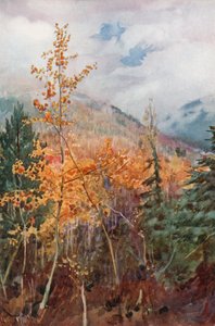 An einem Berghang in der Nähe von Nelson, British Columbia