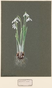 Galanthus nivalis L. Schneeglöckchen, ca. 1903-1915
