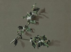 Ilex aquifolium L. Gemeine Stechpalme, ca. 1870-1920 von Harold Drinkwater