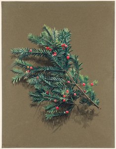Taxus baccata L. Eibe von Harold Drinkwater
