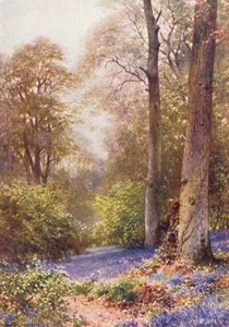 Blaue Glockenblumen, Ripley