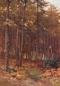 Die Tiefen eines Tannenwaldes, Ripley