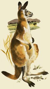 Das Känguru von Harold Tamblyn Watts
