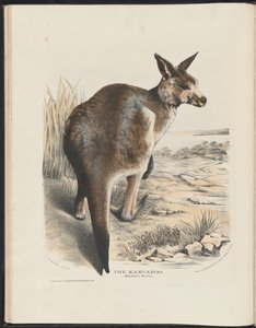 Säugetiere Australiens (Krefft) Nla.obj-33627803-11 Das Känguru von Harriet Morgan
