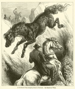 Ein Dartmoor-Pony entkommt seinen Verfolgern von Harrison William Weir