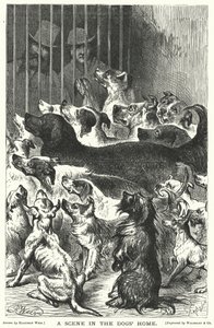 Eine Szene im Hundeheim von Harrison William Weir