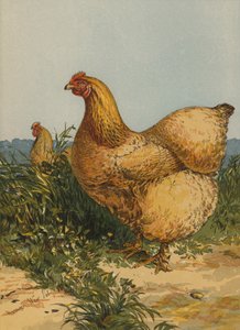 Buff Cochin Henne (Chromolithografie) von Harrison William Weir