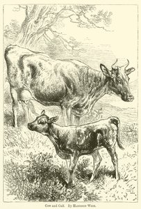 Kuh und Kalb