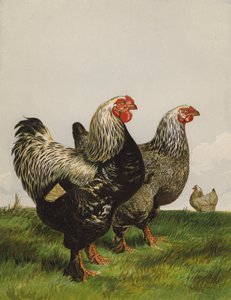 Dunkle Brahmas (Chromolithografie) von Harrison William Weir