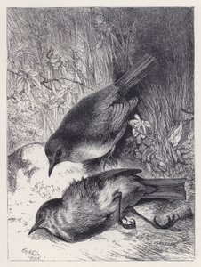 Tod von Robins Gefährtin (Stich) von Harrison William Weir