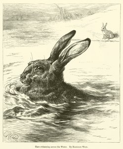 Hase schwimmt über das Wasser