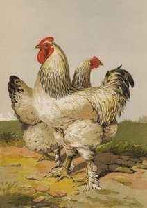 Helle Brahmas von Harrison William Weir