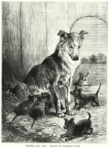 Mutter und Welpen (Stich) von Harrison William Weir