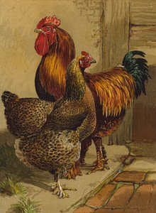 Rebhuhn-Cochins von Harrison William Weir