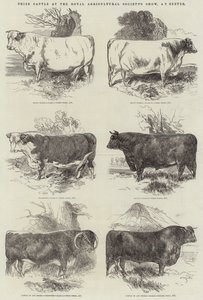 Preisgekrönte Rinder auf der Ausstellung der Royal Agricultural Society in Exeter von Harrison William Weir
