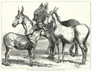 Preisgekrönte Esel auf der Crystal Palace Show von Harrison William Weir
