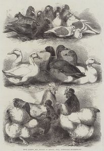 Preisgekrönte Tauben und Geflügel in der Bingley Hall, Birmingham von Harrison William Weir