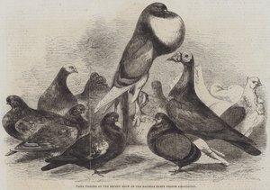 Preisgekrönte Tauben auf der letzten Ausstellung der Halifax Fancy Pigeon Association