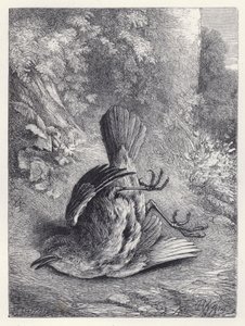 Robin betäubt durch seinen Sturz (Stich) von Harrison William Weir