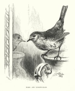 Robin und der Spiegel (Stich) von Harrison William Weir