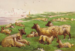 Schafe am Meeresufer von Harrison William Weir