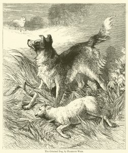 Der kriminelle Hund von Harrison William Weir