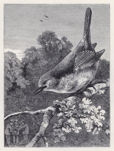 Der Robin beobachtet die Jungen mit dem Nest (Stich) von Harrison William Weir