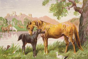 Die Ruine des Schlosses von Harrison William Weir