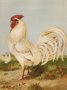 Weiße Dorking (Chromolithografie) von Harrison William Weir
