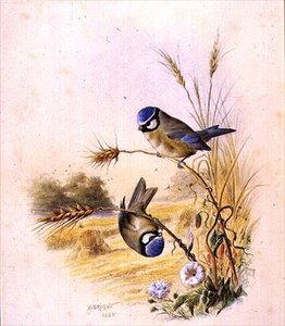 Blaumeisen auf einem Maiskolben von Harry Bright