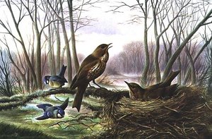 Der Herold des Frühlings von Harry Bright