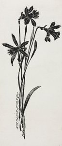 Narzissen von Harry Fenn