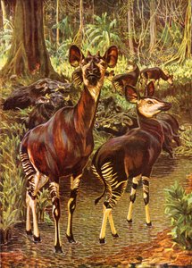 Das Okapi im Wald