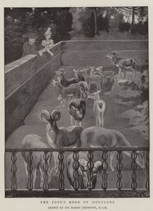 Die Herde des Papstes von Mufflons von Harry Hamilton Johnston